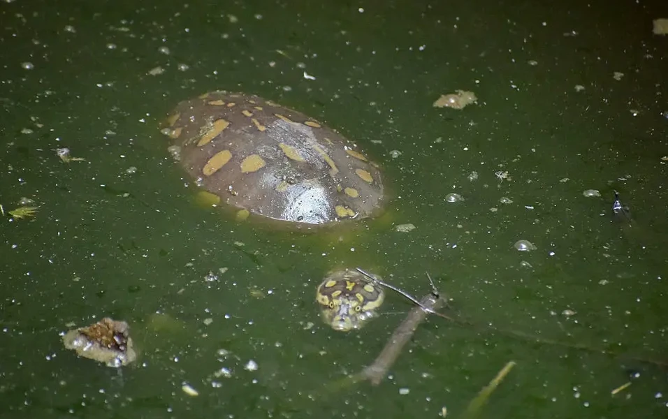 Assam boosts temple pond turtle conservation on World Turtle Day