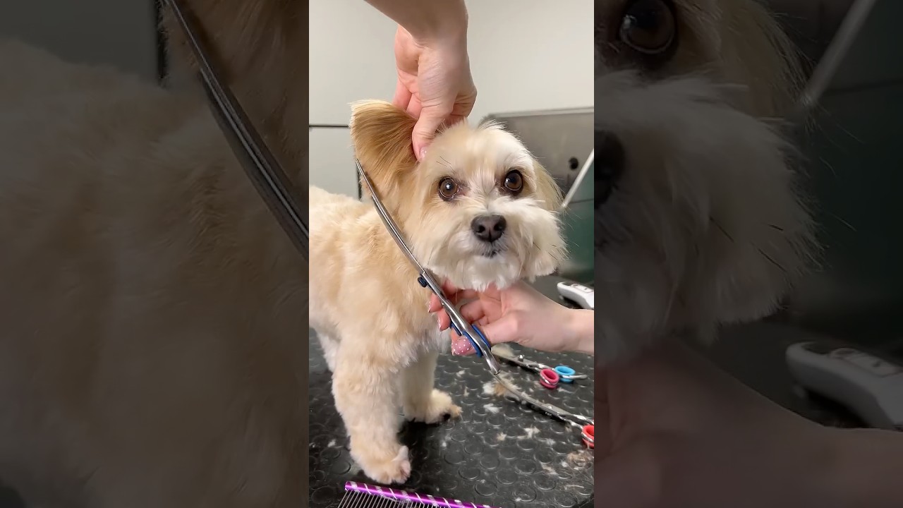 Dog head & face grooming tutorial: Step-by-step guide to a tidy pup