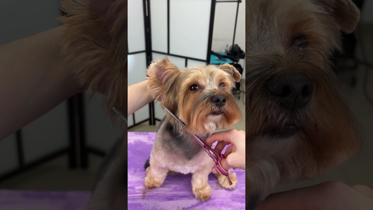How to groom a Yorkshire terrier's face: Step-by-step Yorkie head ...