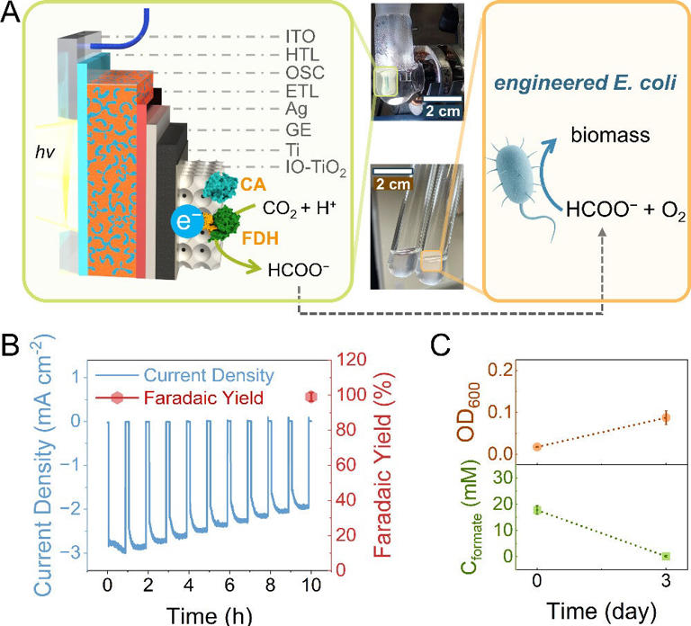 Researchers turn sunlight and CO2 into living biomass
