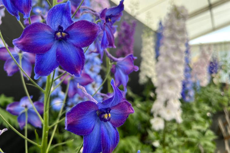 I stepped into a magical RHS paradise 10 miles from the M5