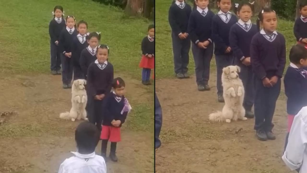 Viral video | Stray dog joins school assembly in Sikkim, internet melts ...