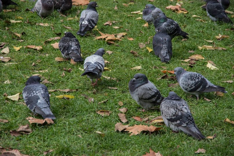 Pigeons will never enter your garden when you use 1 simple item pest ...