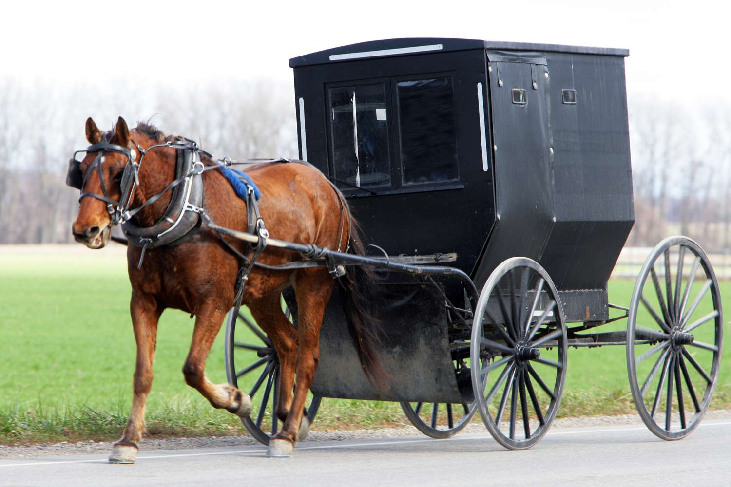 Wisconsin man, 56, and horse killed after pickup truck slams into back ...