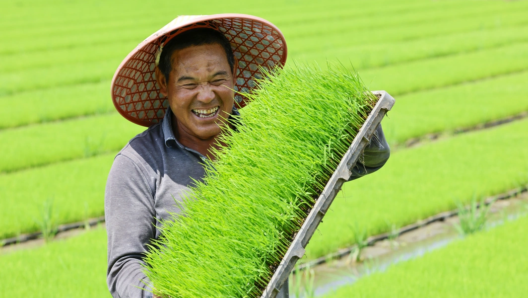 Rice farming emissions double since 1960s, trials target methane cuts
