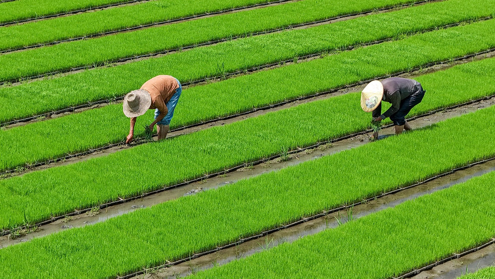 Rice farming emissions double since 1960s, trials target methane cuts