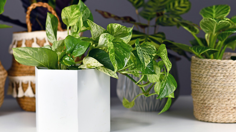How to successfully care for pothos plants