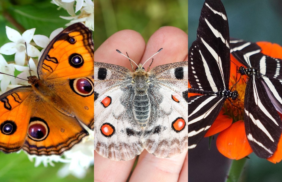 20-totally-amazing-butterfly-species