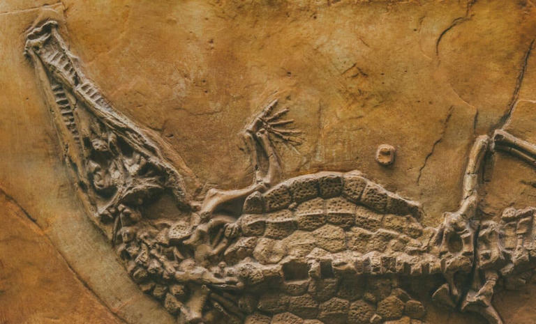 Scientists discover fossil of a 15-foot crocodile that likely hunted ...