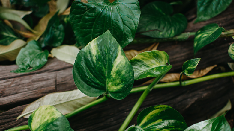 How to successfully care for pothos plants