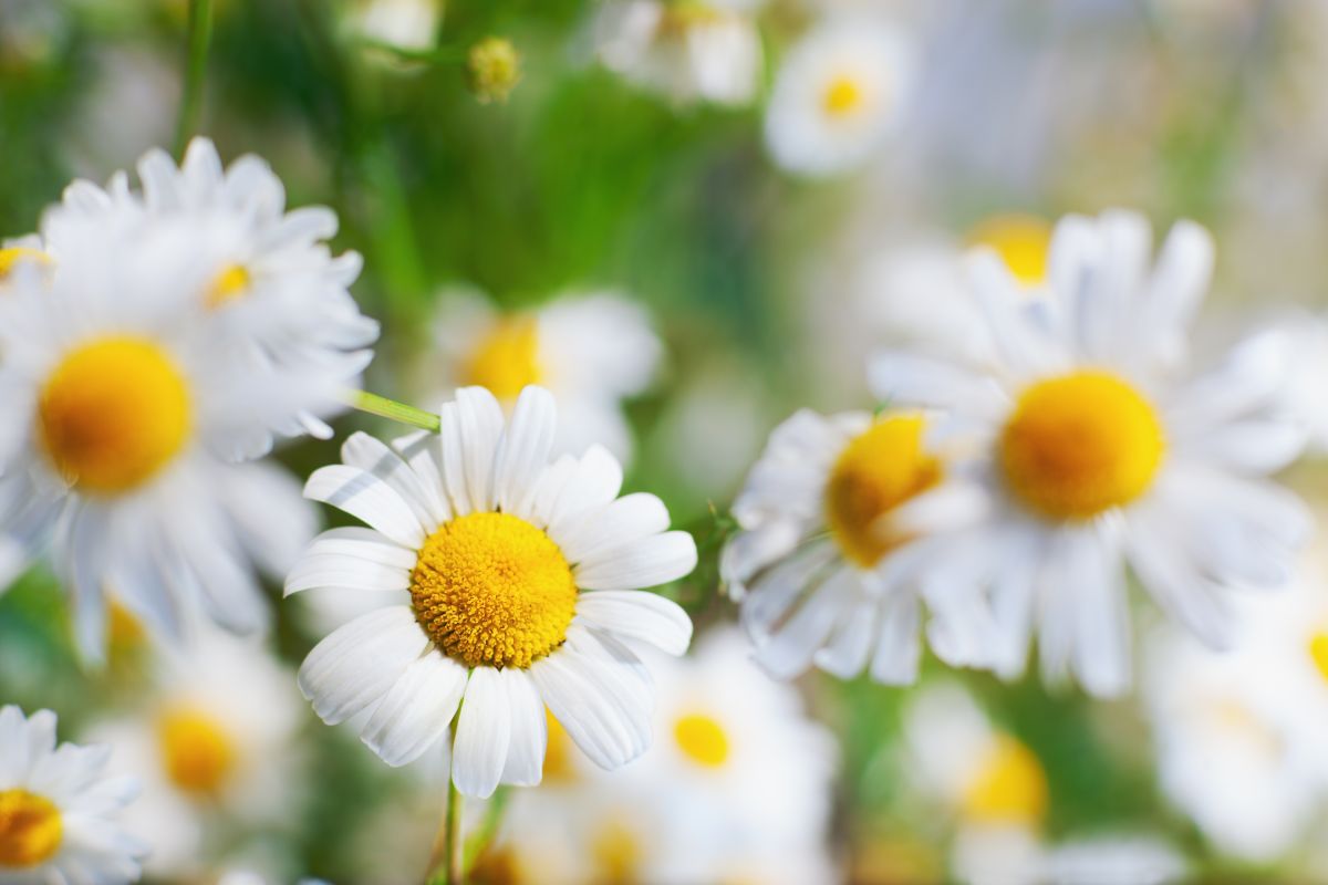 いい香りの花で癒される《ハーブ》おすすめ6選＆香りの楽しみ方4選! 植えっぱなしOKの植物も