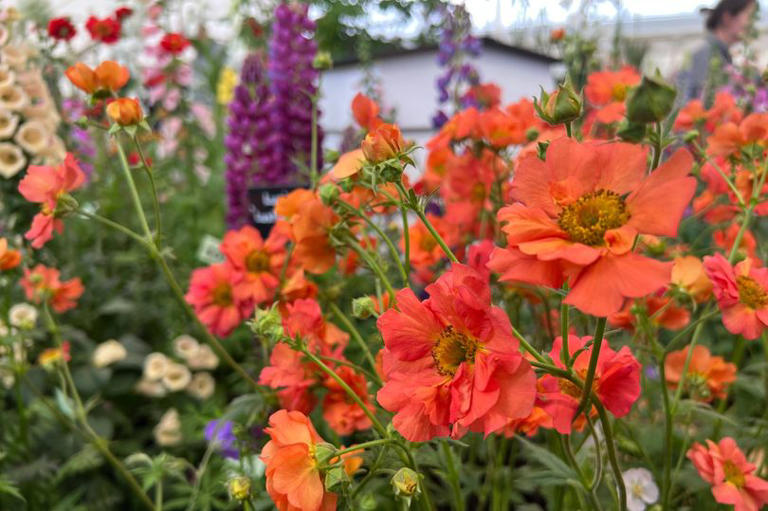 I stepped into a magical RHS paradise 10 miles from the M5