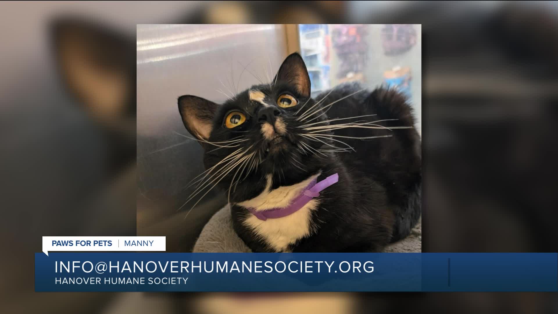 Paws for pets: Manny, a very calm, friendly, cuddly kitty!