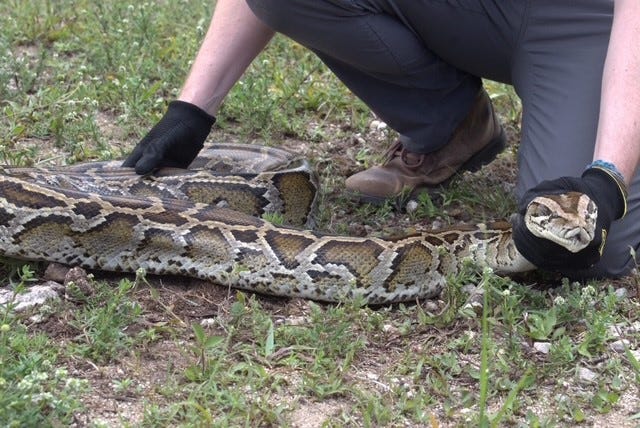 Two prolific Florida python hunters reveal their essentials for success