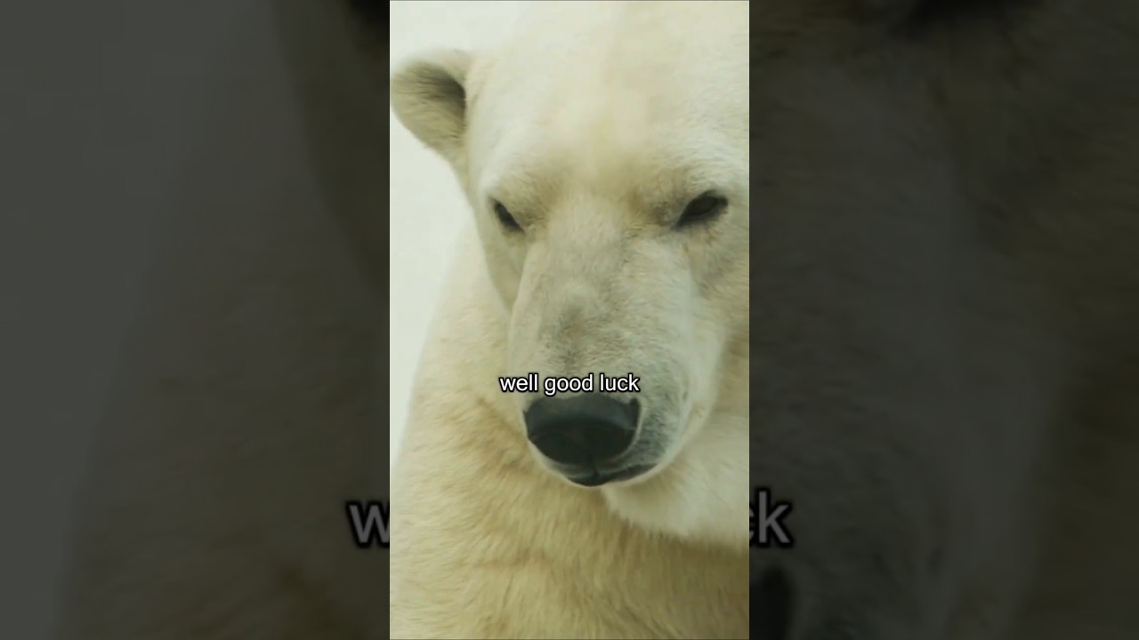 How to stay safe during a bear attack
