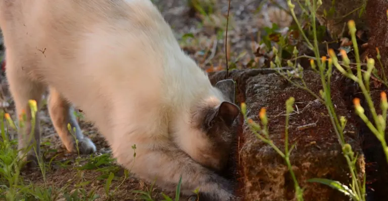 How to keep cats away from the garden using natural methods