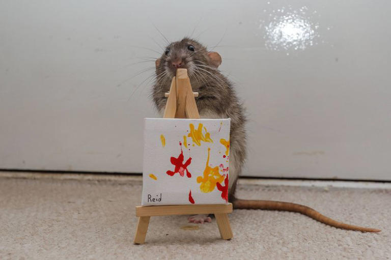 Worcestershire student makes £3k selling art painted by rats for up to ...