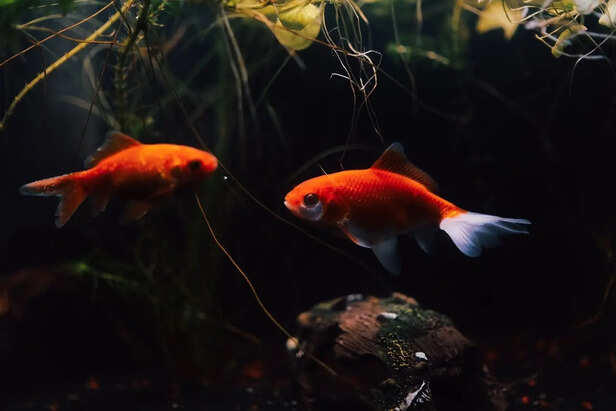 Are goldfish destroying ecosystems? Science says yes