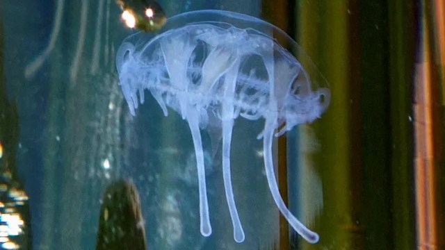 'Unknown to the public': Officials warn of invisible 'alien species ...