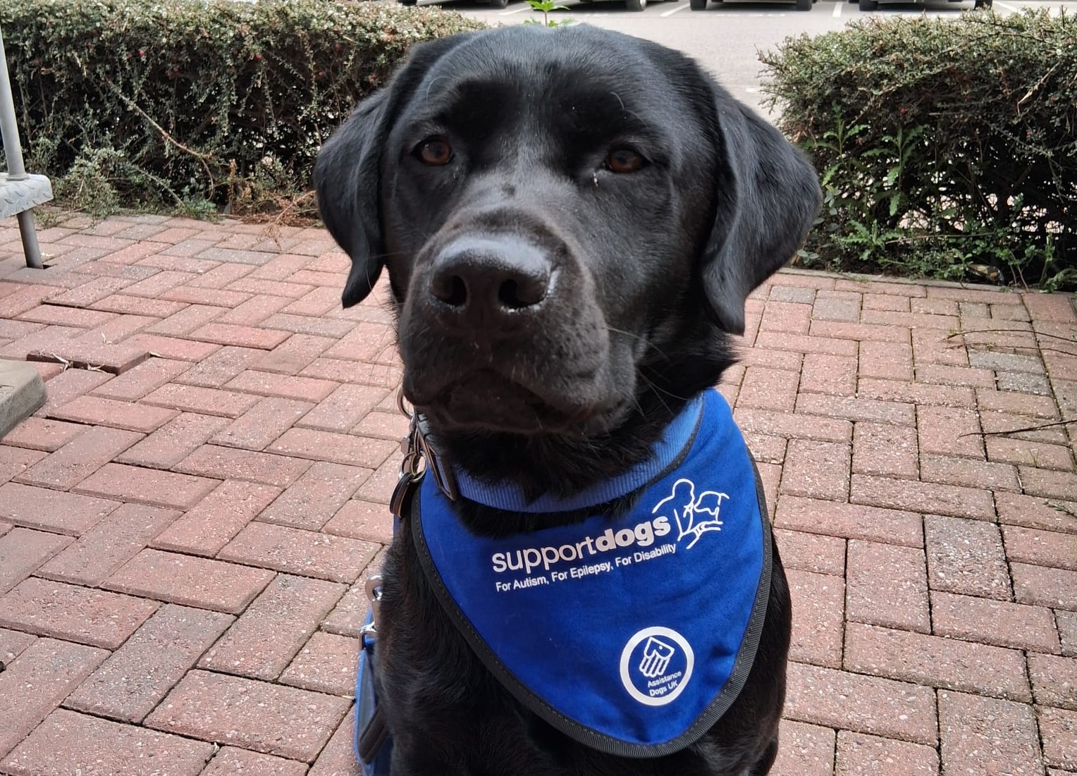Support Dogs trainee turns from 'loveable goof' to a lifeline for a disabled person