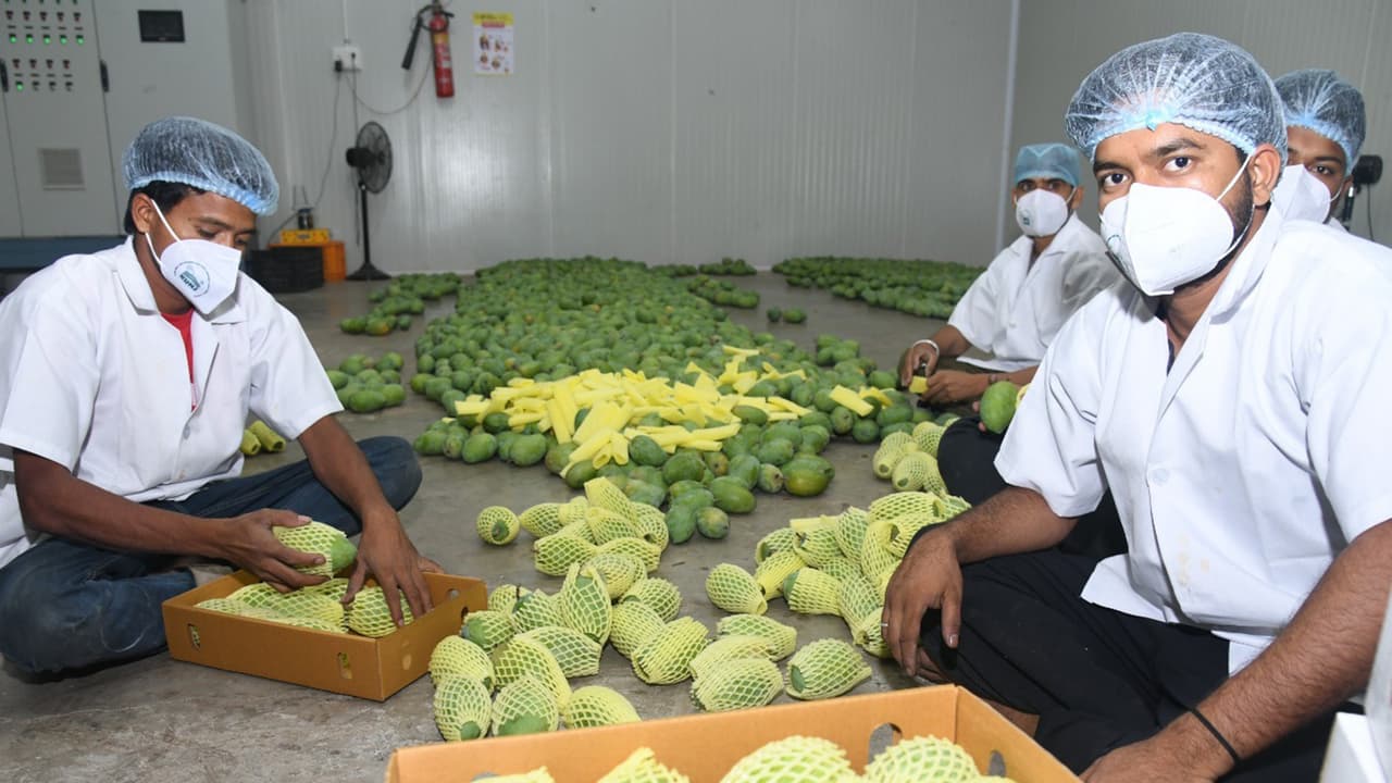 Gujarat's Kesar, Alphonso mangoes wow London with unmatched aroma