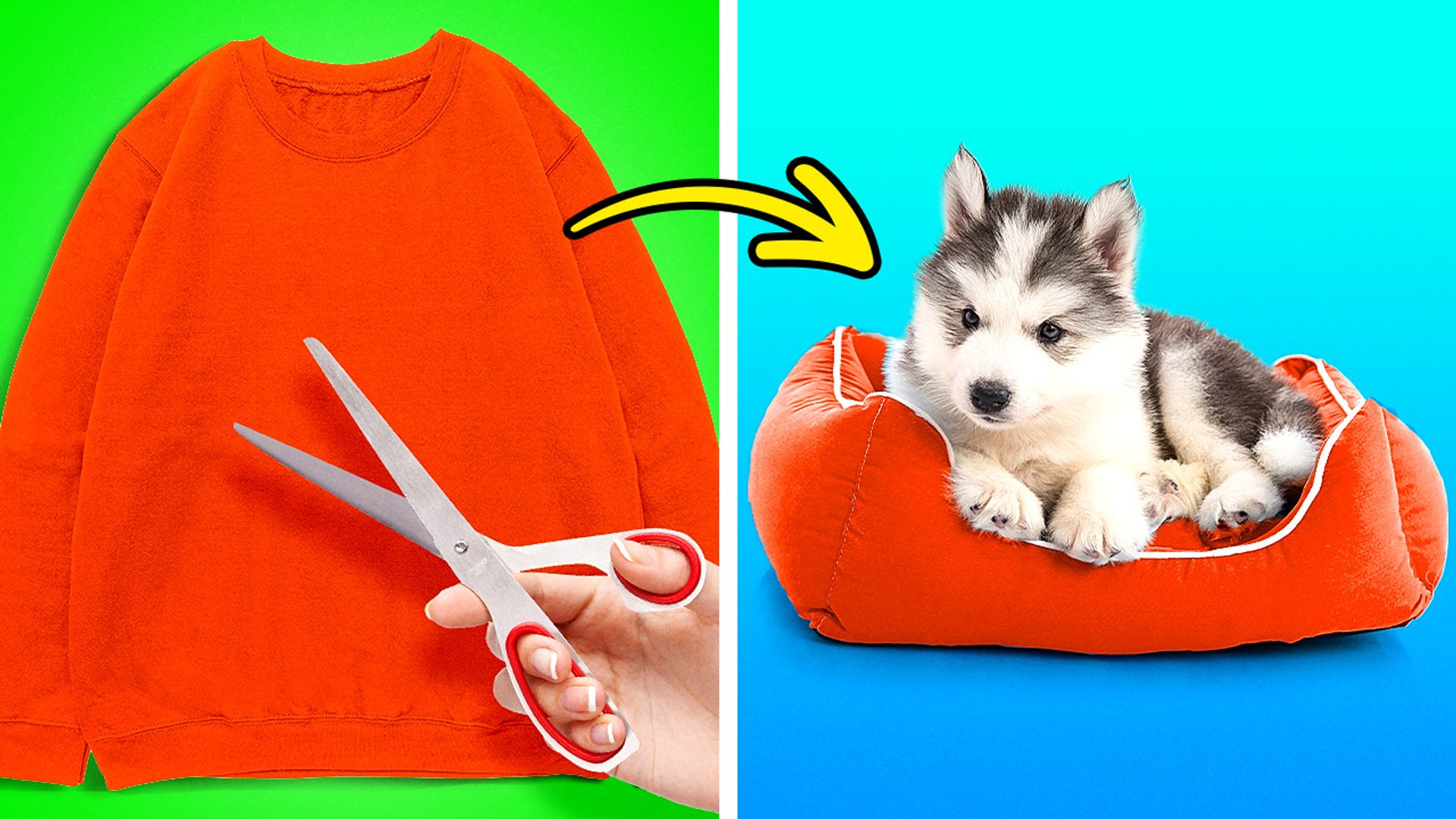 Innovative tools and projects for savvy pet enthusiasts