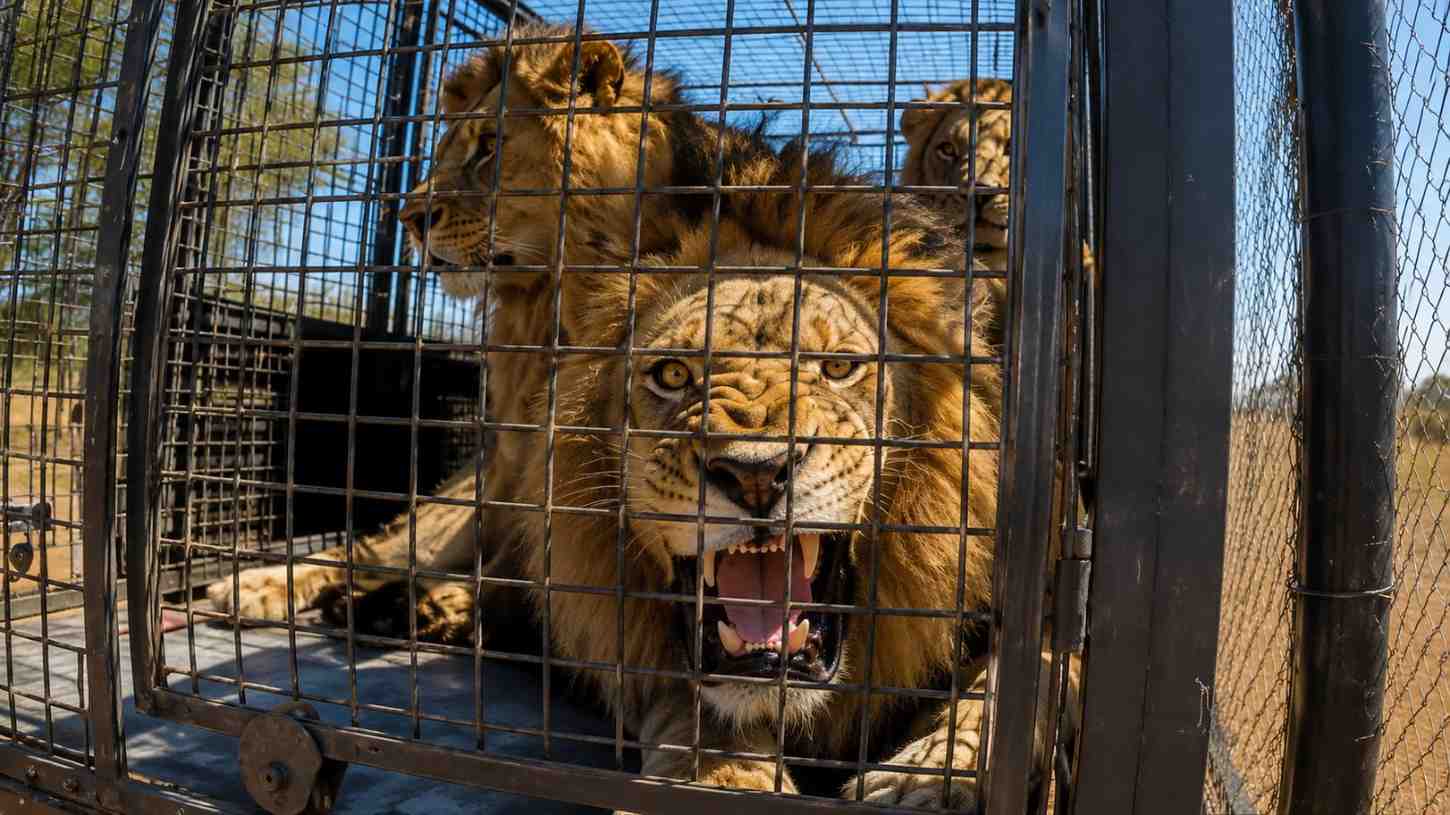 Moving 32 lions was never going to be easy