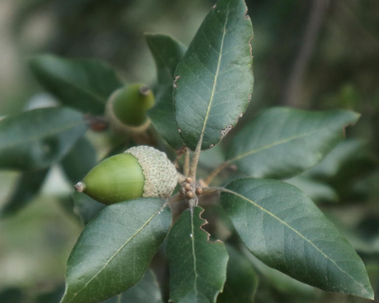 6 tough trees that can handle whatever the weather throws at them