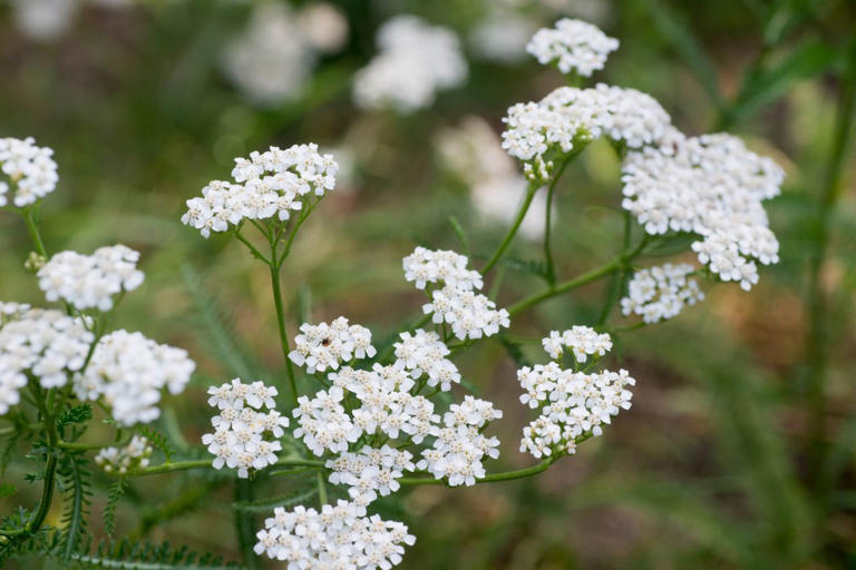 10 long-blooming perennial flowers that deliver nonstop color to your ...