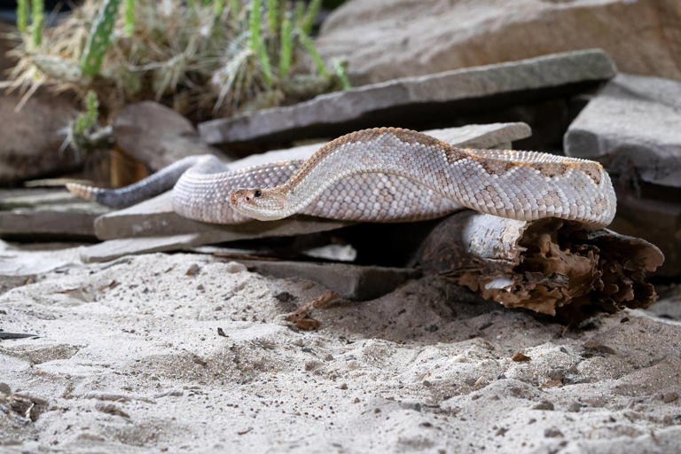What to do if you find a rattlesnake in your yard—and the mistake you ...