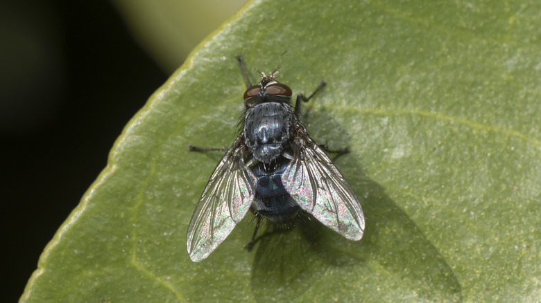 Flies hate herbs: Plant this easy perennial one to banish them