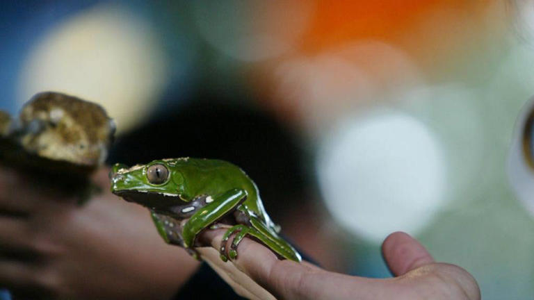 First British victim dies after frog poison detox