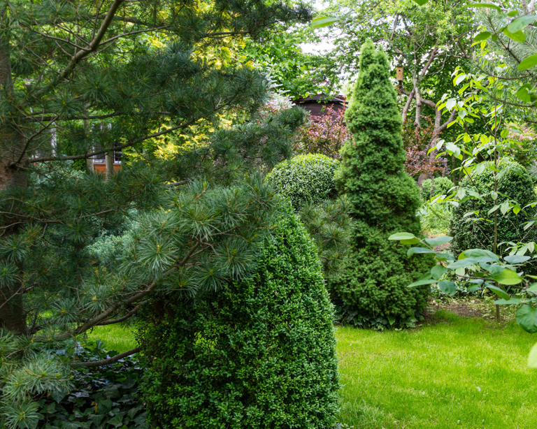 6 tough trees that can handle whatever the weather throws at them