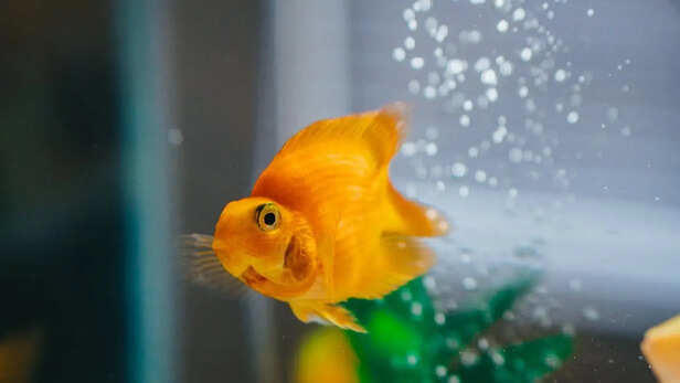 Are goldfish destroying ecosystems? Science says yes