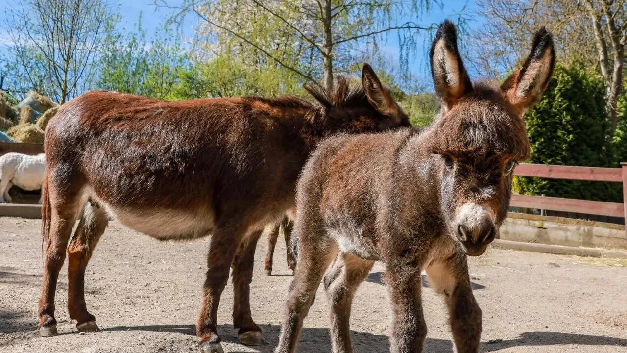 Brazil races to lab-grow donkey collagen as China’s chase for youth ...