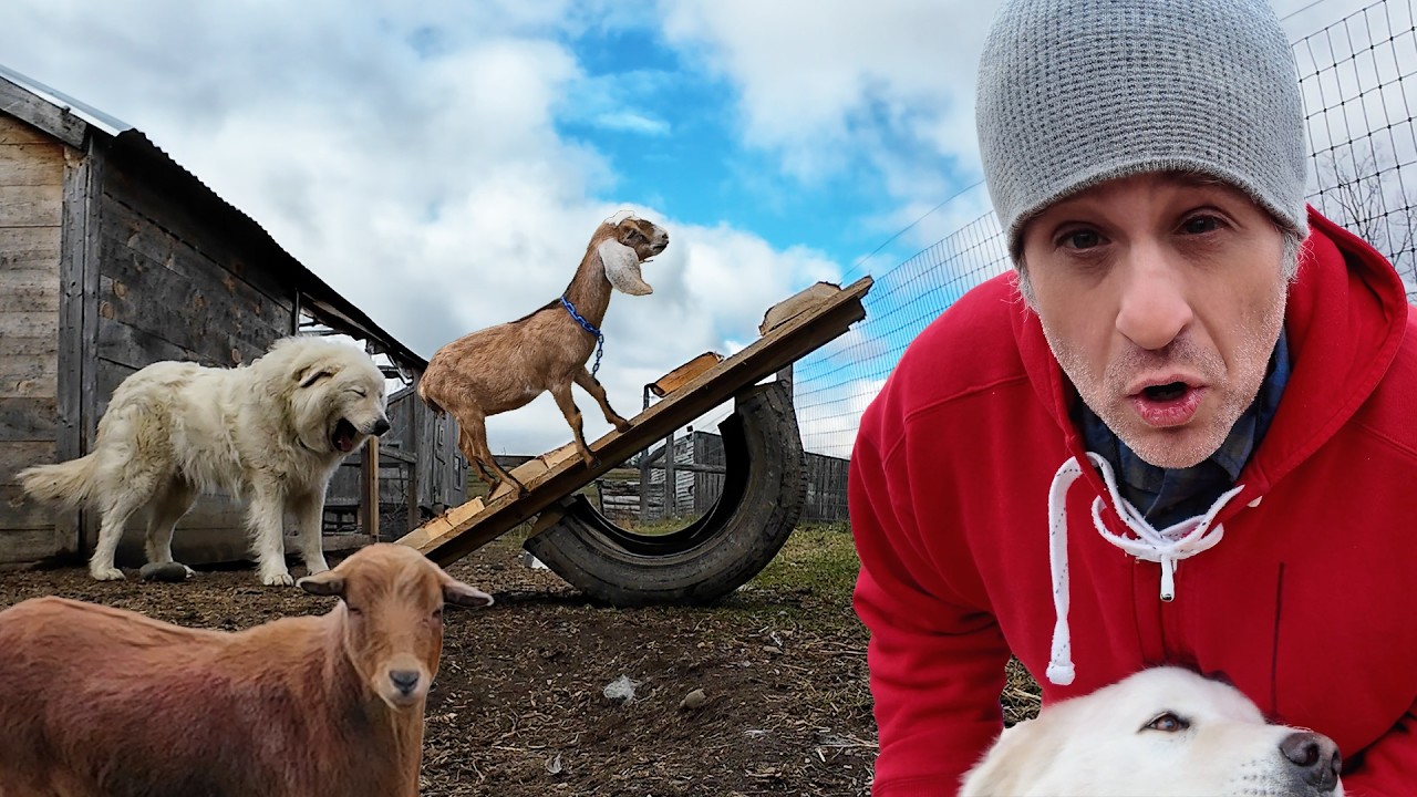 Watch a creative farmer build a fun new playground for goats