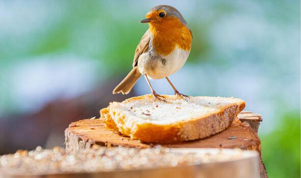 Robins will be friendly and come into gardens if you avoid leaving out ...