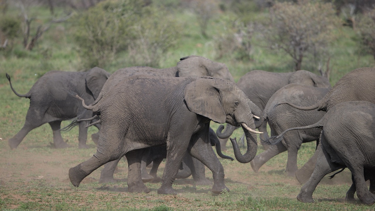 Elephants call each other by name — and scientists just proved it by ...
