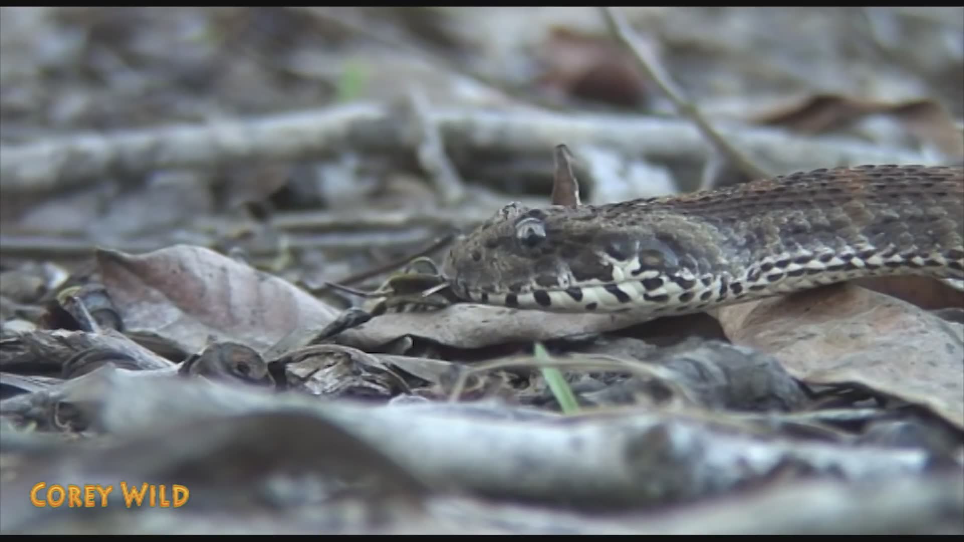 Discovering impressive snake species in the wild