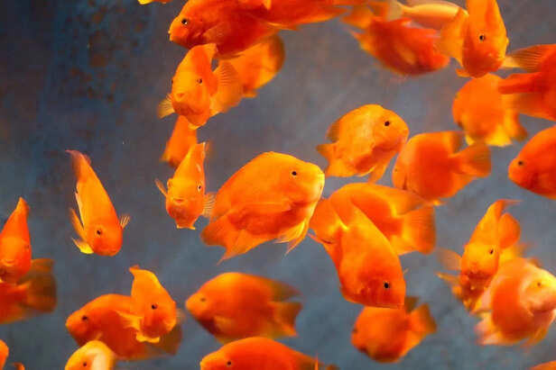 Are goldfish destroying ecosystems? Science says yes