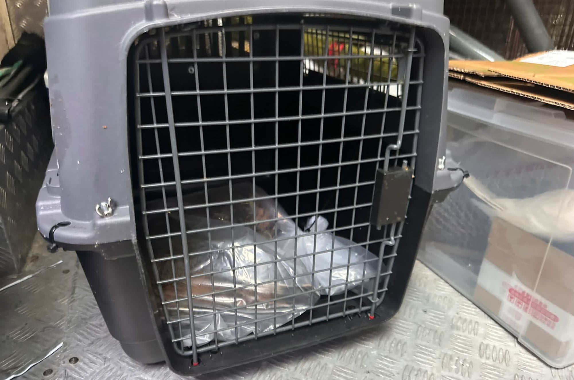 Hong Kong police investigate suspected cat mutilation and poisoning