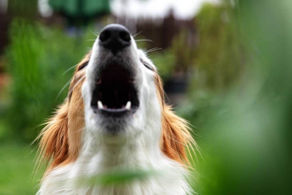 Why does my dog lunge and bark? Understand and fix dog reactivity