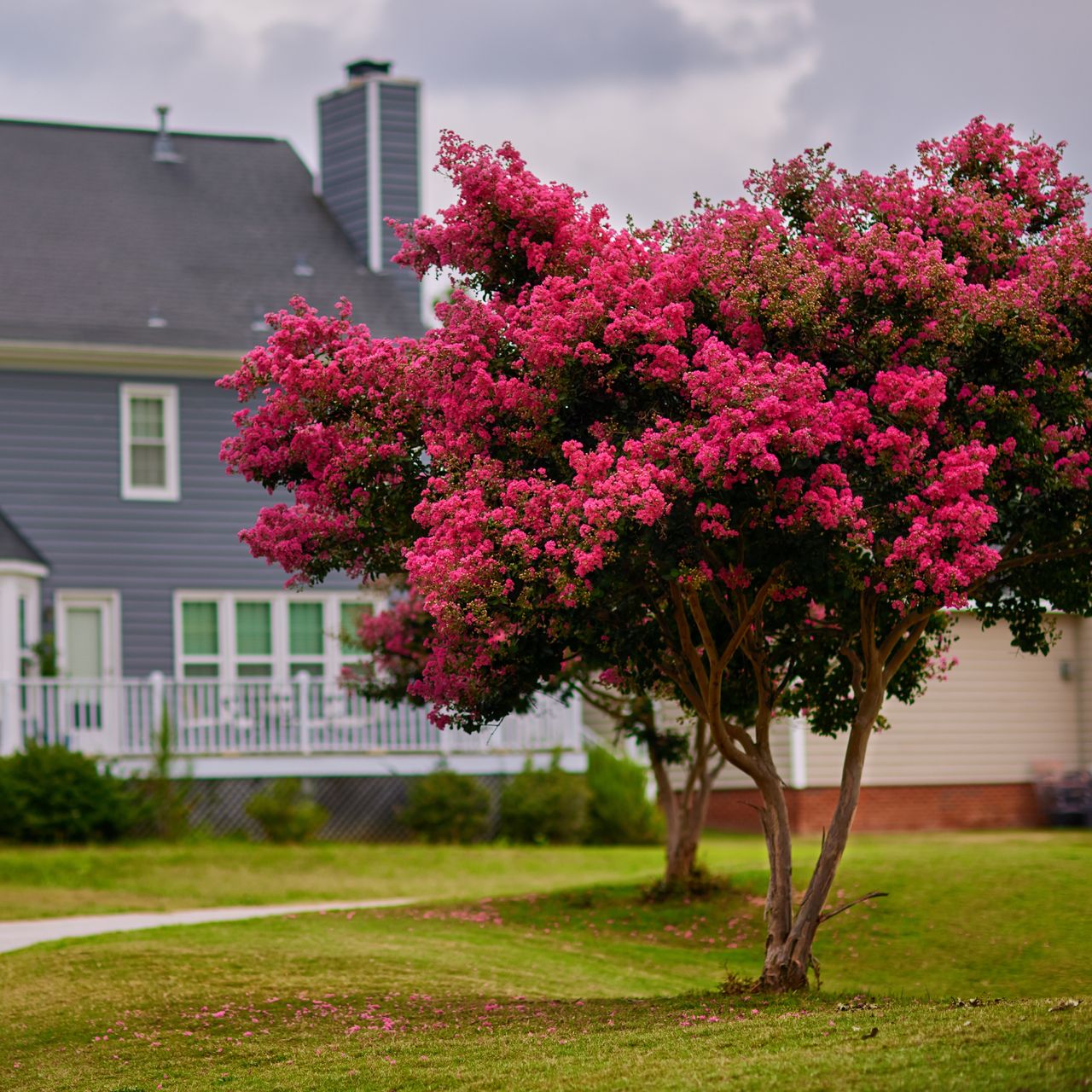 6 tough trees that can handle whatever the weather throws at them