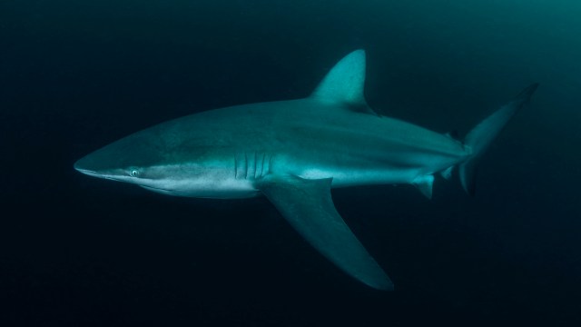 Great whites now have company off Cape Cod as researchers track return ...
