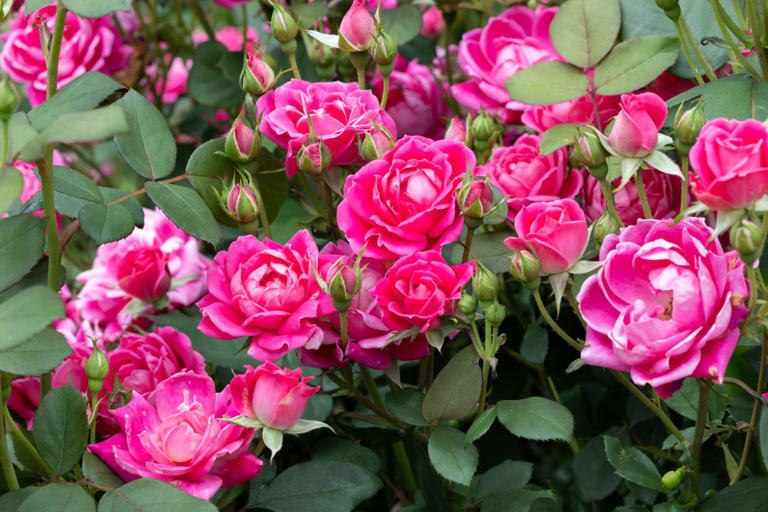 10 long-blooming perennial flowers that deliver nonstop color to your ...