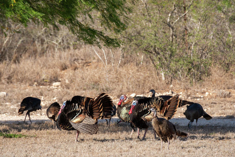 Massive 7,400-acre Texas hunting ranch hits market for $20M