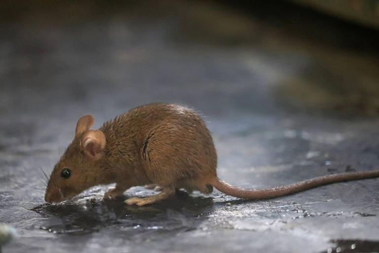 Rats could invade your home if this garden item is left outside in the ...