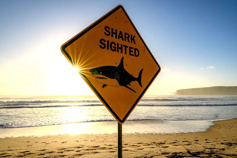 Man dies after shark attack on Australia’s Great Barrier Reef during ...