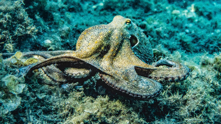 Octopuses were just caught hurling shells and silt at each other on the ...