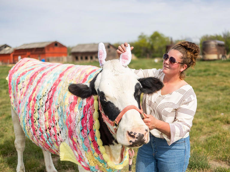 Calgary Marathon, cow sweaters and Calgary Stampeders Fan Fest: What ...